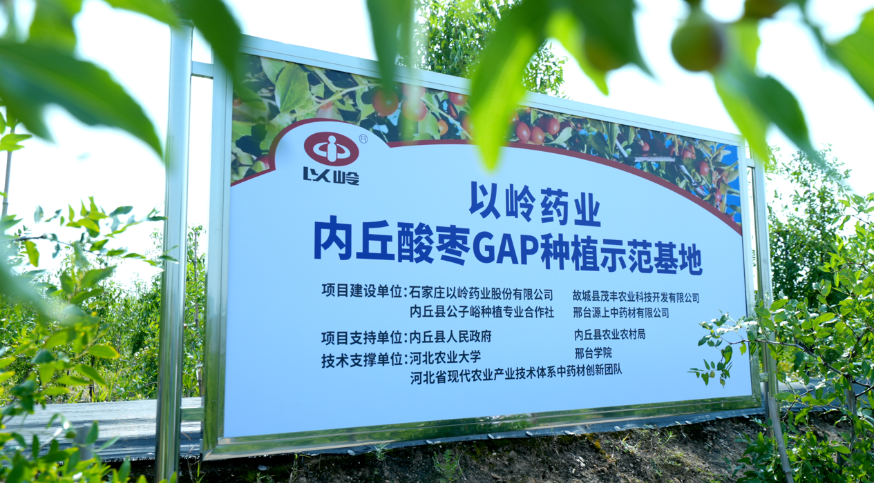 好酸枣仁从哪里来？走进以岭邢台酸枣仁GAP基地